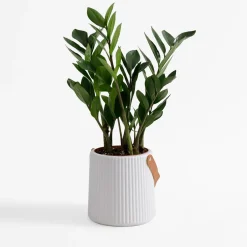 Best inny Doniczka z uchwytem biała 15 cm