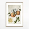 Best inny Obraz ORANGE LIFE CYCLE 21x30 cm